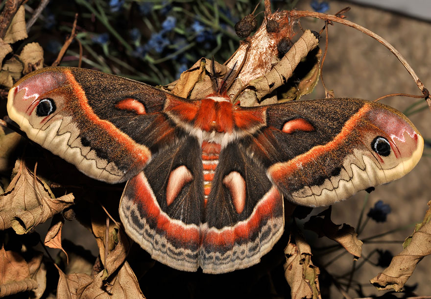 Трансформация из гусеницы в бабочку
