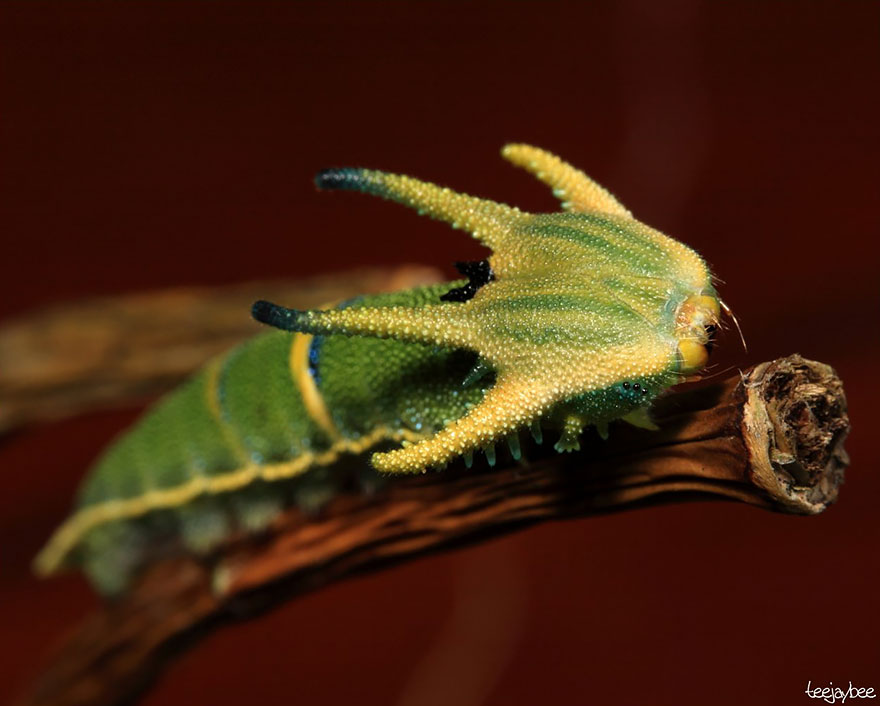 Трансформация из гусеницы в бабочку