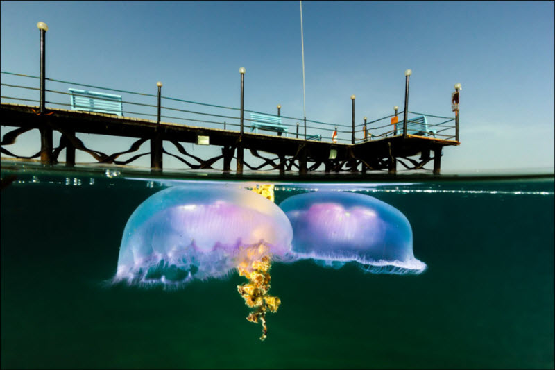 Полу-подводные фото со всего мира