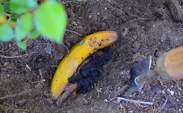10 необычных применений банановой кожуры