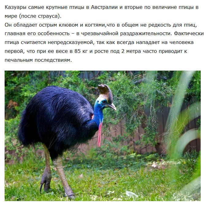Казуар - большая и опасная птица