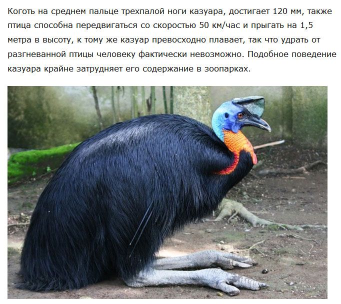 Казуар - большая и опасная птица