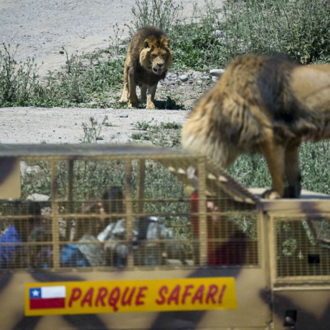 В чилийском зоопарке все наоборот