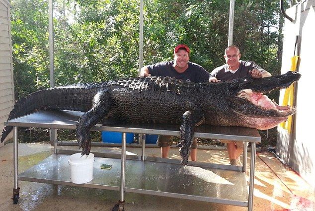 Выловили 350-килограммого аллигатора голыми руками