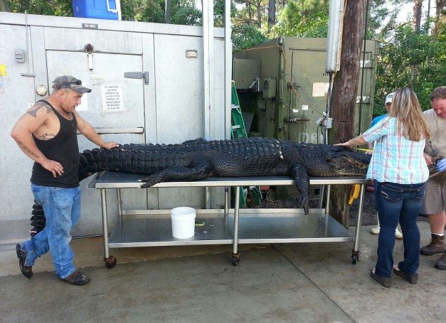Выловили 350-килограммого аллигатора голыми руками