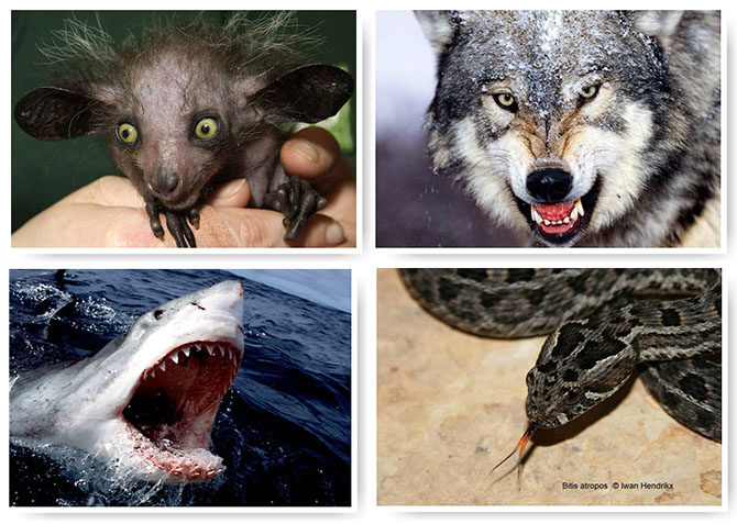 13 самых страшных животных по версии фонда дикой природы 