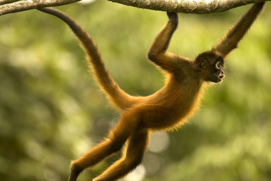 10 животных тропического леса