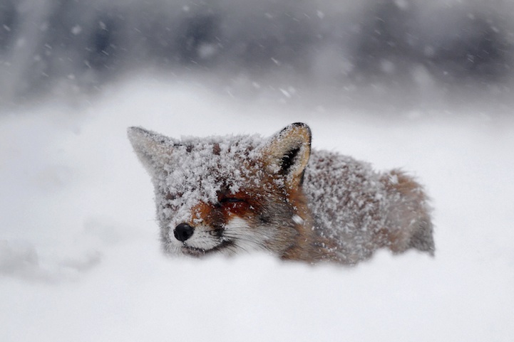 Животные тоже любят снег