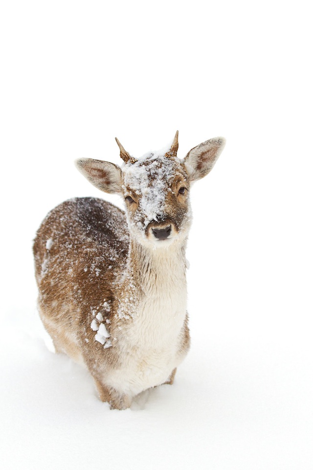 Животные тоже любят снег