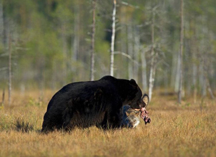 Волки напали на медведя