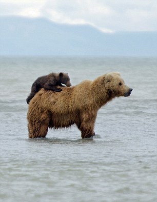 Медвежонок на маминой спине