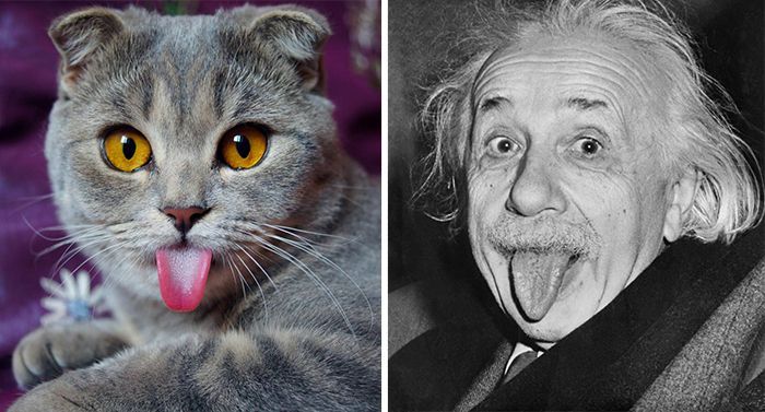 Коты, похожие на знаменитостей