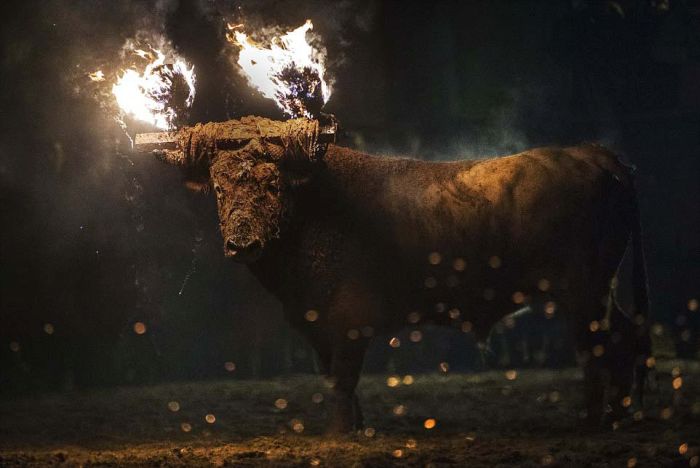 Фестиваль Toro de Jubilo в Испании