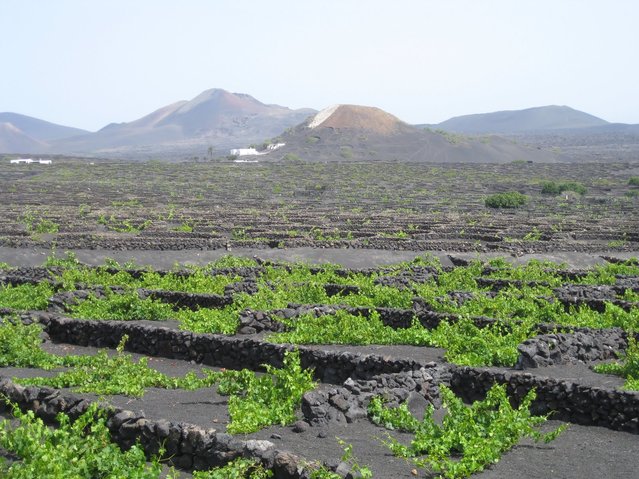 Необычные виноградники на острове Лансароте