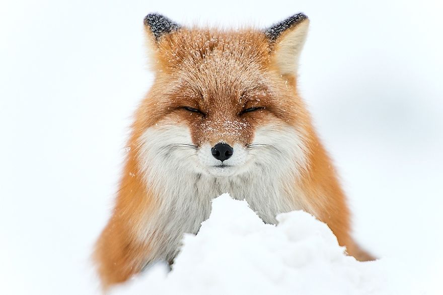 Красивые лисы Чукотки