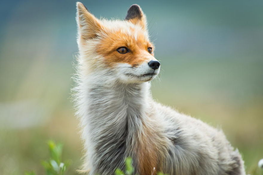 Красивые лисы Чукотки