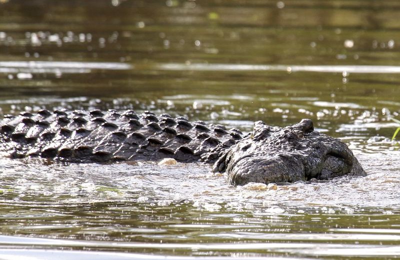 Водяная черепаха практически стала завтраком крокодила