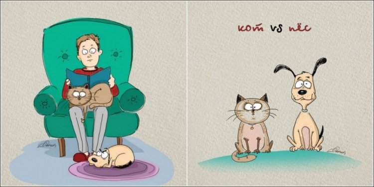 О различиях между котами и собаками