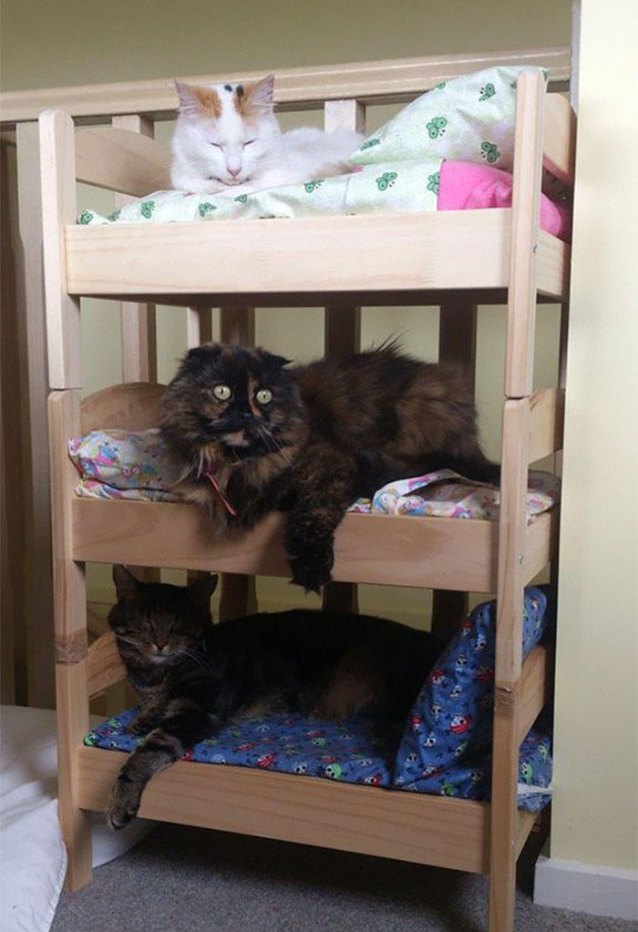 Коты на кроватках для кукол
