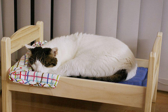Коты на кроватках для кукол