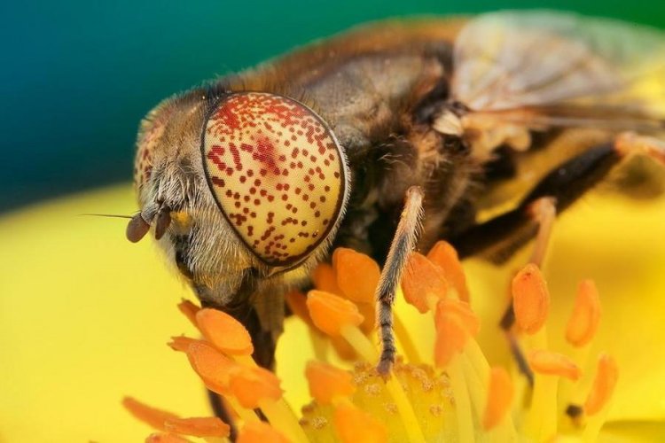 Макропортреты самых обыкновенных насекомых