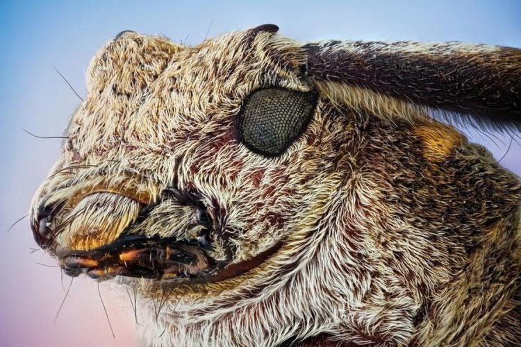 Макропортреты самых обыкновенных насекомых