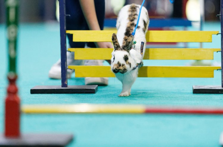 Кроличьи бега с препятствиями