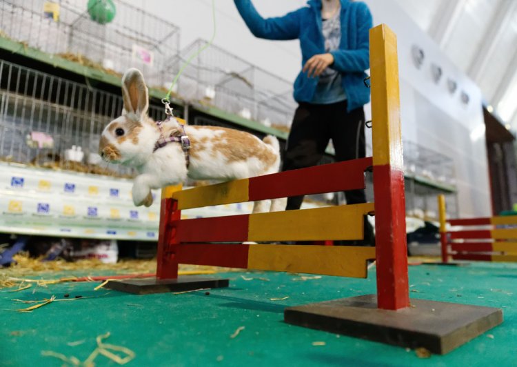 Кроличьи бега с препятствиями