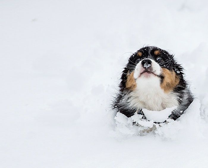 Знакомство животных со снегом