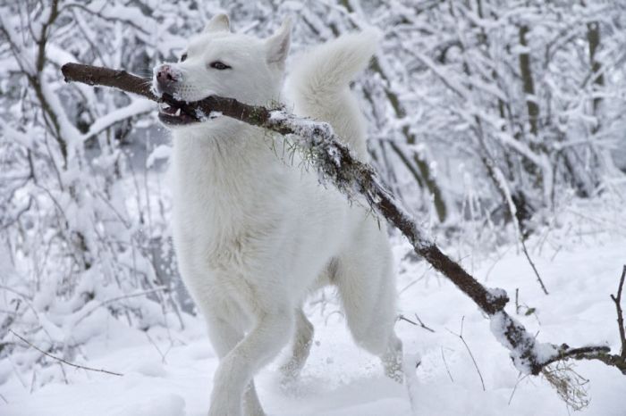 Знакомство животных со снегом