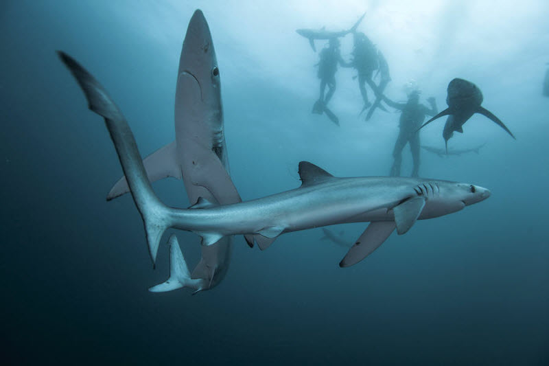 Охота на акул мако и синих акул в Кейптауне