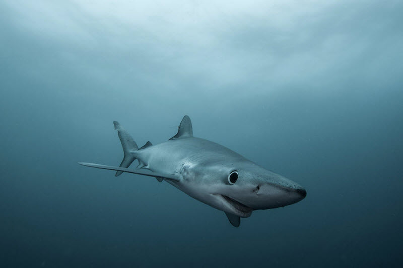 Охота на акул мако и синих акул в Кейптауне