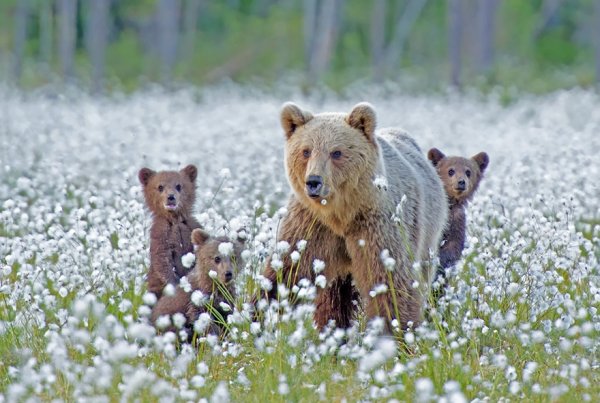 Мамы-медведицы учат своих малышей