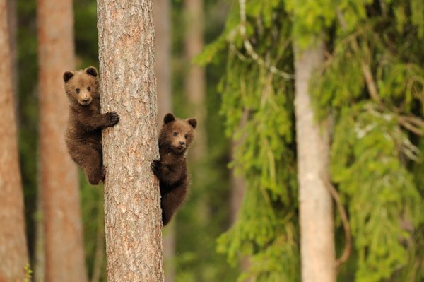 Мамы-медведицы учат своих малышей