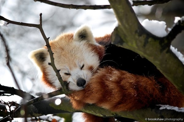 Необычайно милые красные панды