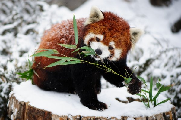 Необычайно милые красные панды