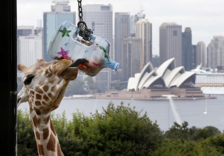 Рождественские подарки для животных в зоопарке Сиднея