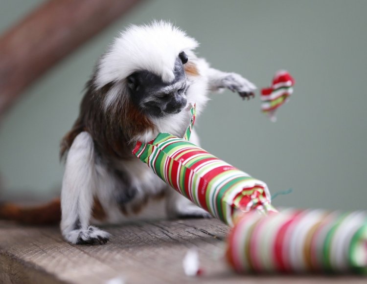 Рождественские подарки для животных в зоопарке Сиднея