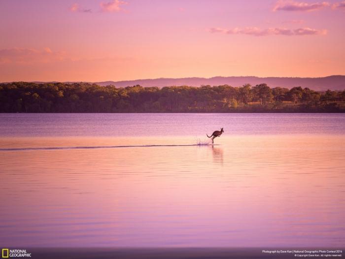 Лучшие фотографии National Geographic Photo Contest 2014