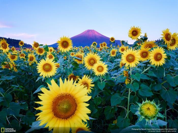 Лучшие фотографии National Geographic Photo Contest 2014