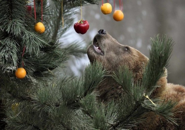 В Гамбурге установили праздничную елку для медведей