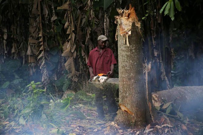 Как заготавливают лес в Нигерии