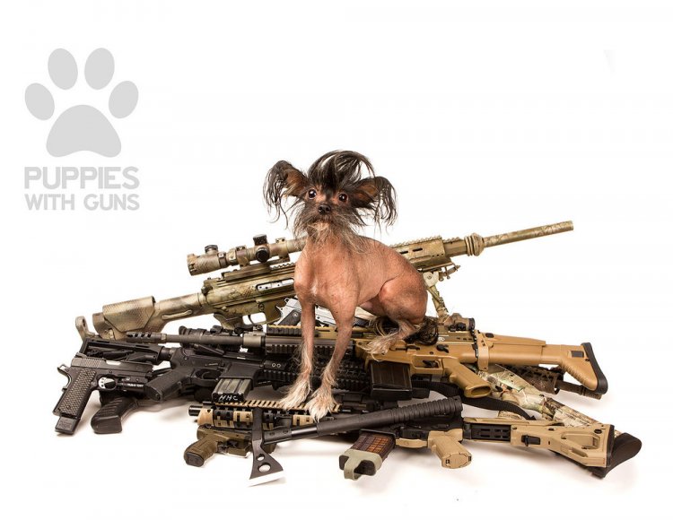 Календарь щенки и оружие