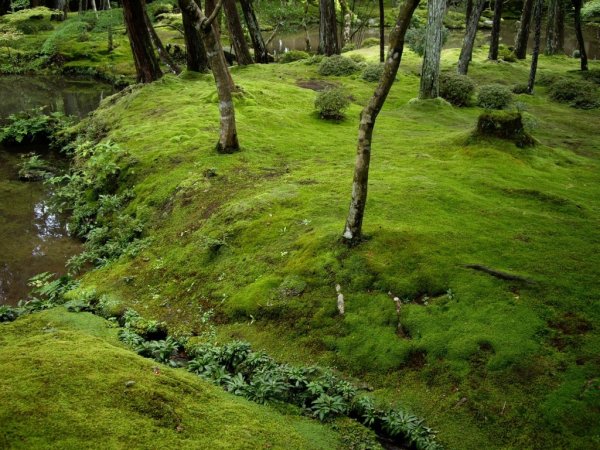 Сад монастыря Сайходзи в Японии