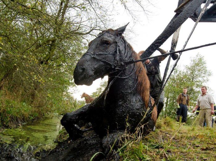 Достать лошадь из болота