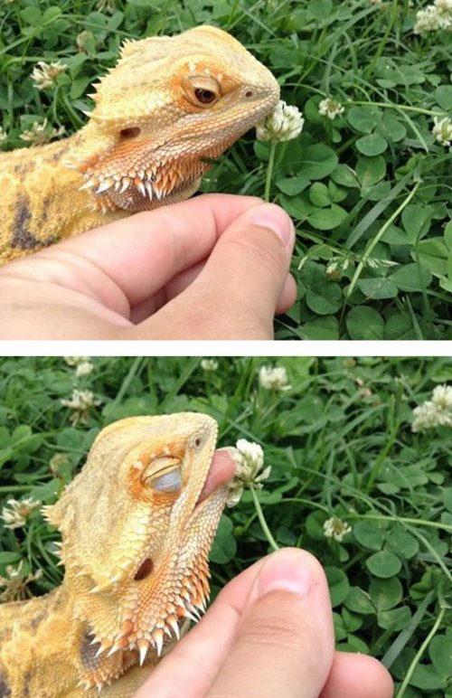 Рептилии тоже бывают милыми