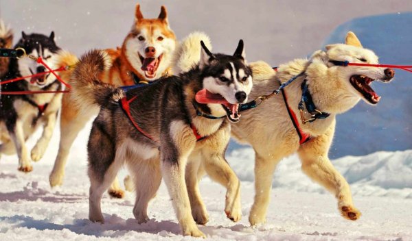 Прокатиться на собачьих упряжках по Аляске