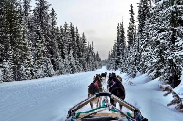 Прокатиться на собачьих упряжках по Аляске