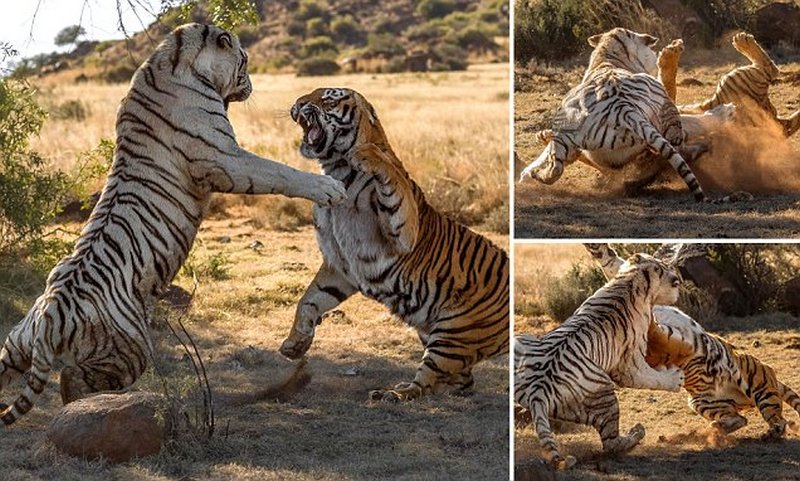 Две тигрицы устроили схватку за территорию