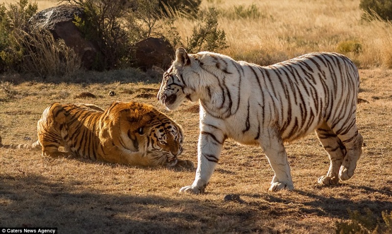 Две тигрицы устроили схватку за территорию